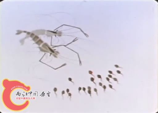 蝌蚪.jpg