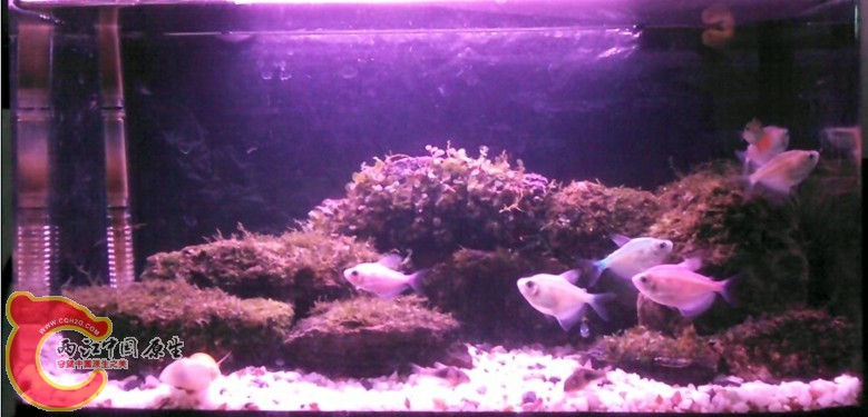 石头青苔缸1.jpg