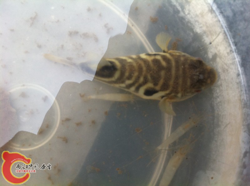 同样被渔民丢弃的河豚