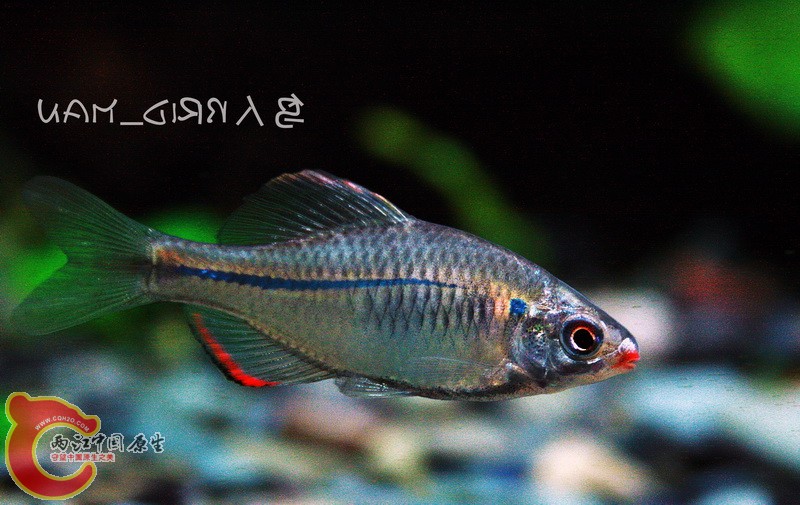 方氏鰟鮍亚成体