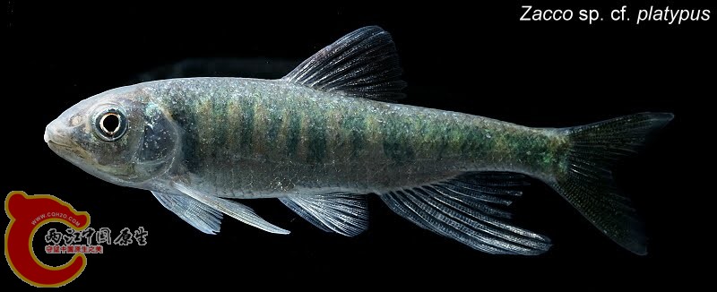 Zacco sp. cf. platypus 貴林產的寬鰭鱲.jpg