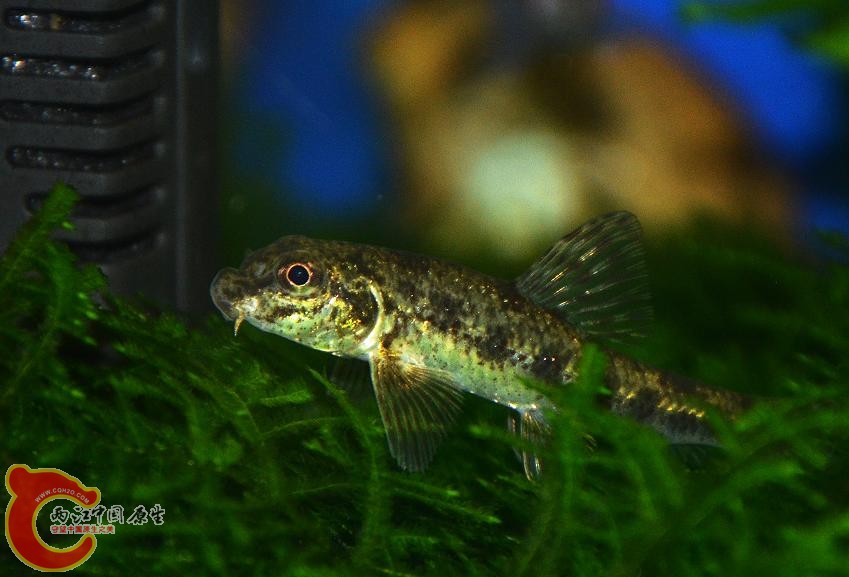 DSC_5481.JPG