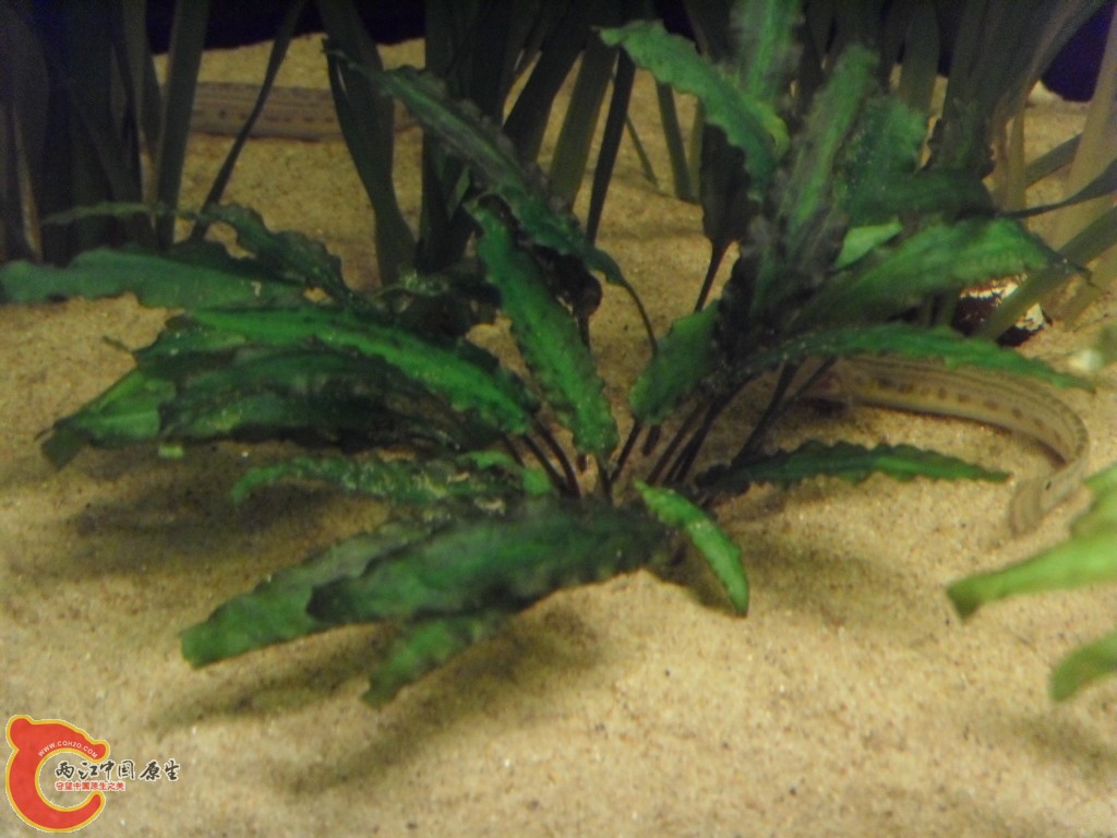 SDC10711.JPG