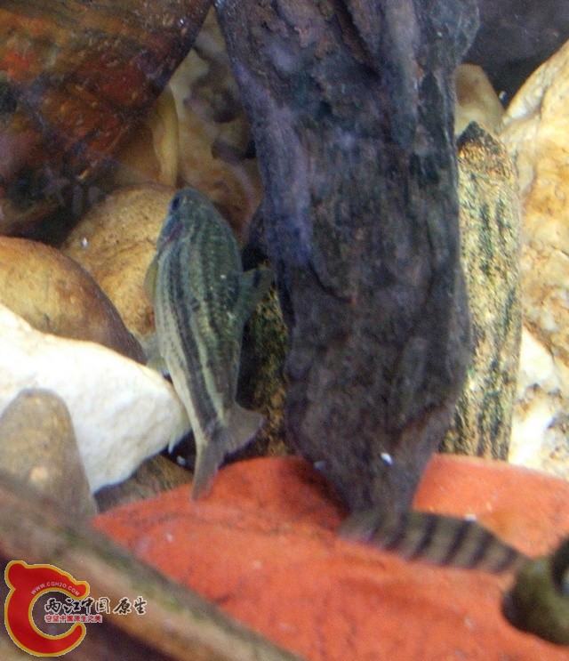 DSCF2631.jpg