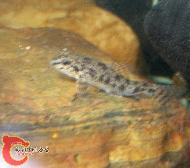 DSCF2638.jpg