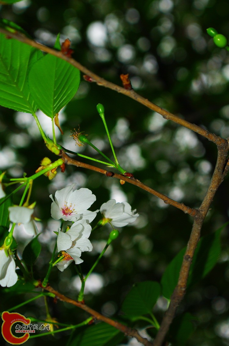 IMGP3388.jpg