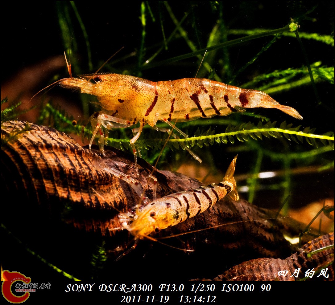 DSC05188a.jpg