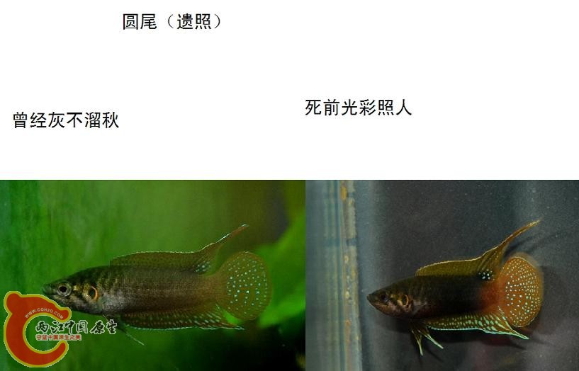 圆尾.jpg