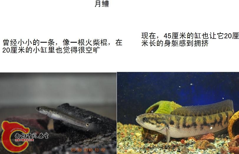 月鳢.jpg
