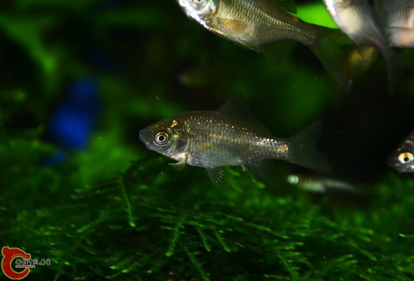 DSC_6309.jpg