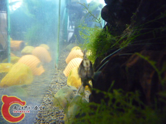 P1030941.JPG