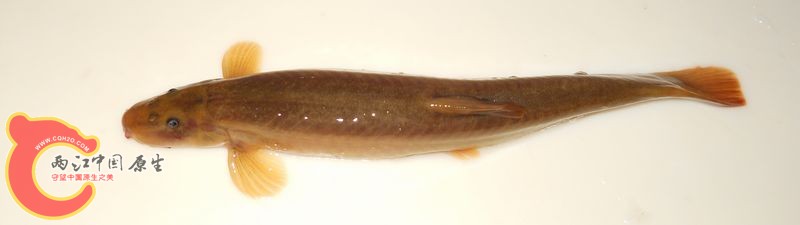 DSCN2044.jpg