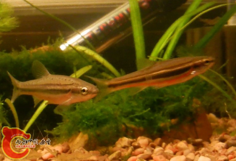 GGP05%T9E({ARM$@2[38G10.jpg