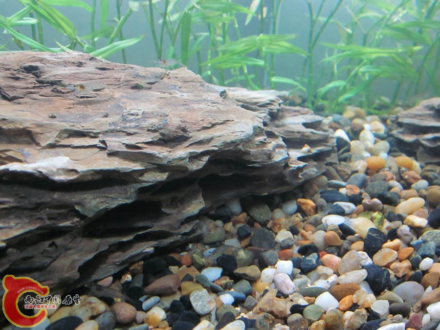 石头右面1.jpg