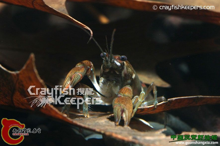 Orconectes acare.jpg