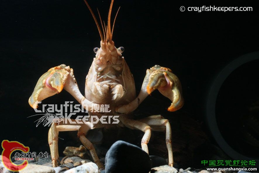 Orconectes virilis.jpg