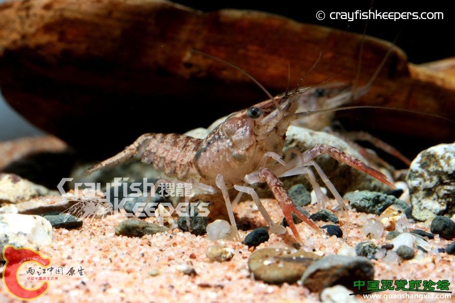 Procambarus evermanni.jpg