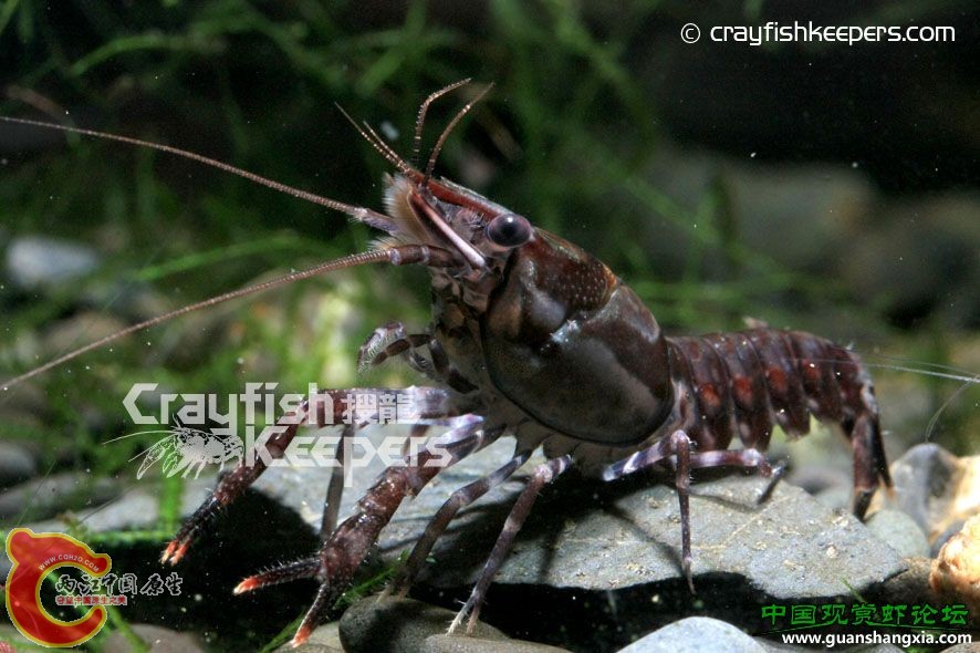 艾次特U字型螯蝦 Procambarus echinatus.jpg