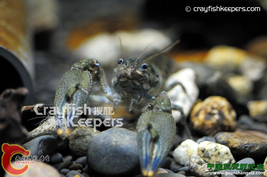 艾瑞生 Orconectes erichsonianus.jpg