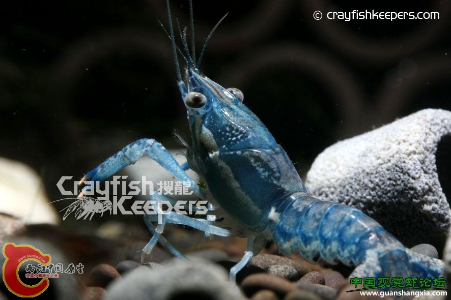 奧期德U字型螯蝦 Procambarus ouachitae.jpg