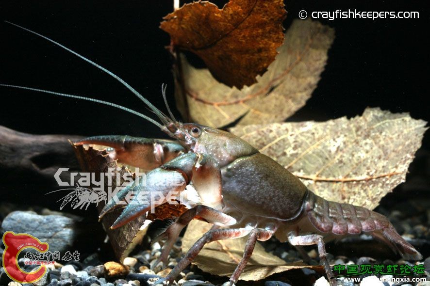 巴特寧 Cambarus bartonii.jpg