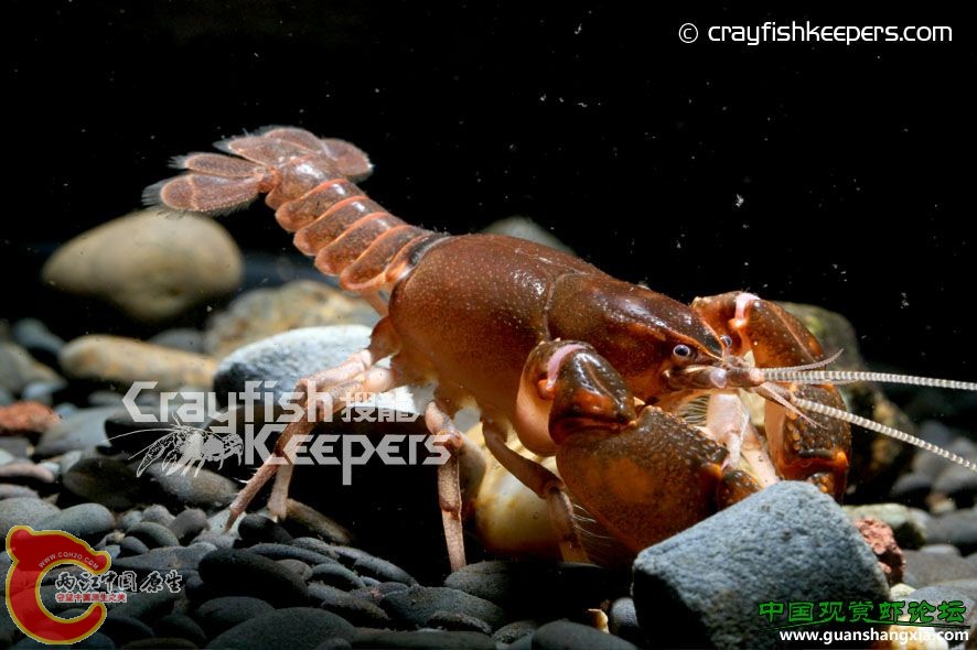 杜柏特 Cambarus dubius.jpg