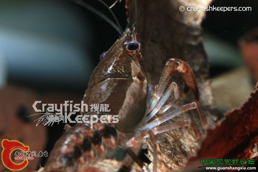 杜普拉U字型螯蝦 Procambarus dupratzi.jpg