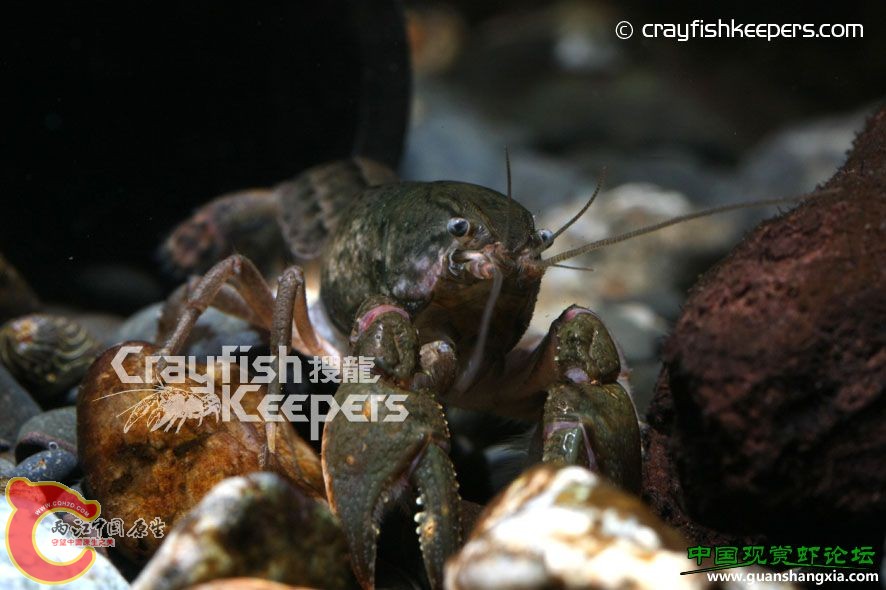 佛迪圓鉗 Fallicambarus fodiens.jpg