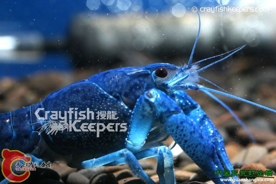 佛羅里達藍 Procambarus alleni.jpg