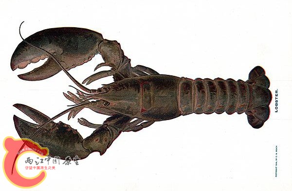 海鳌虾.jpg