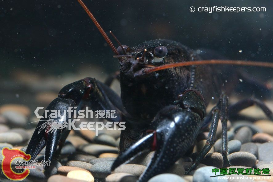 黑魔 Cherax plebejus.jpg