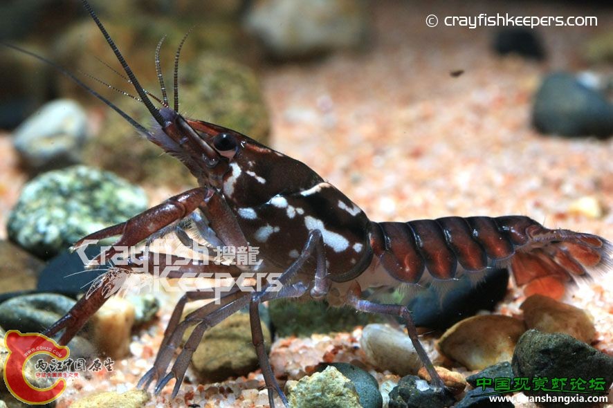 皇斑柏特螯蝦 Procambarus pictus.jpg