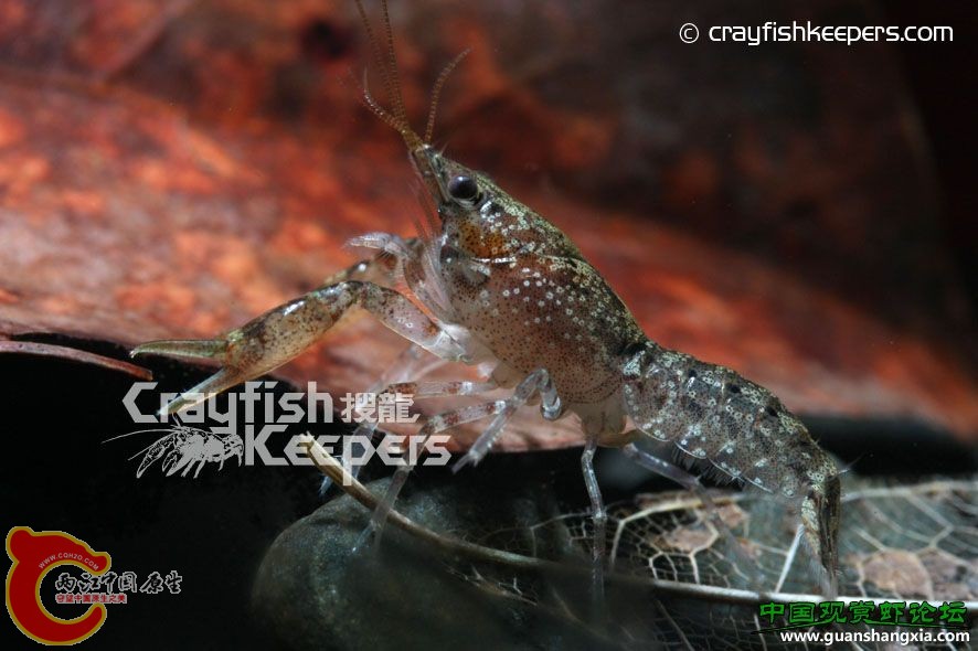 混種迷螯 Cambarellus (hybrid).jpg