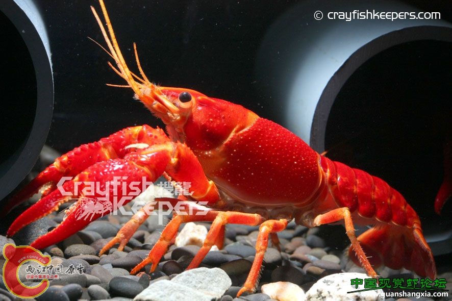 克氏原蝲蛄(美國螯蝦) Procambarus clarkii.jpg