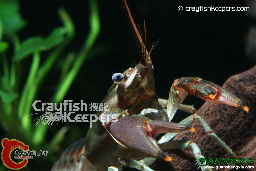 利莫斯 Orconectes limosus.jpg