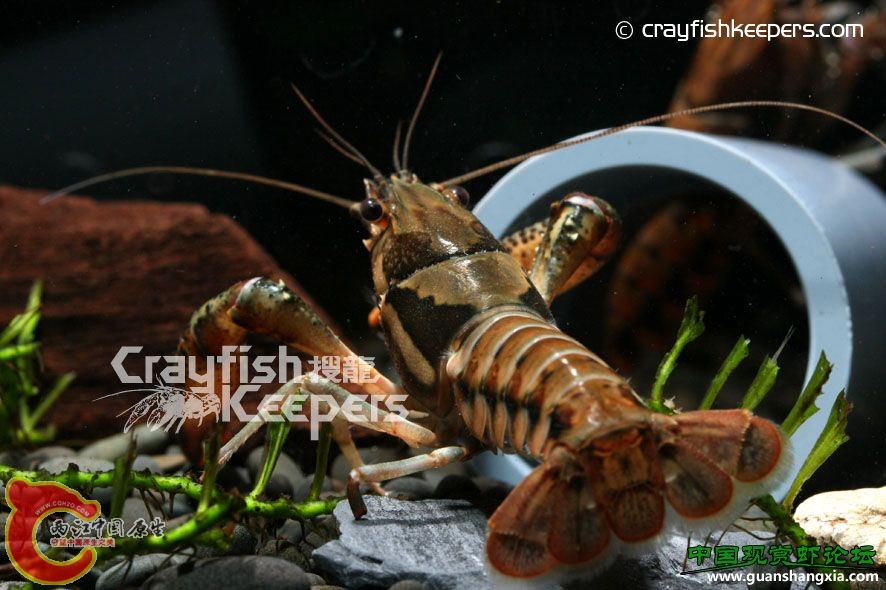 魔斯特U字型螯蝦 Procambarus versutus.jpg