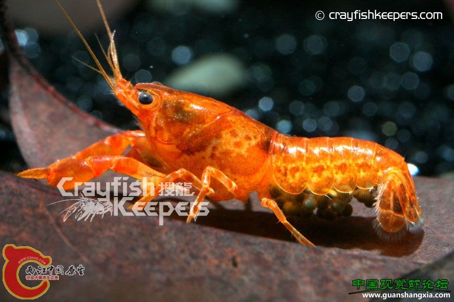 帕茲卡迷螯 Cambarellus patzcuarensis.jpg