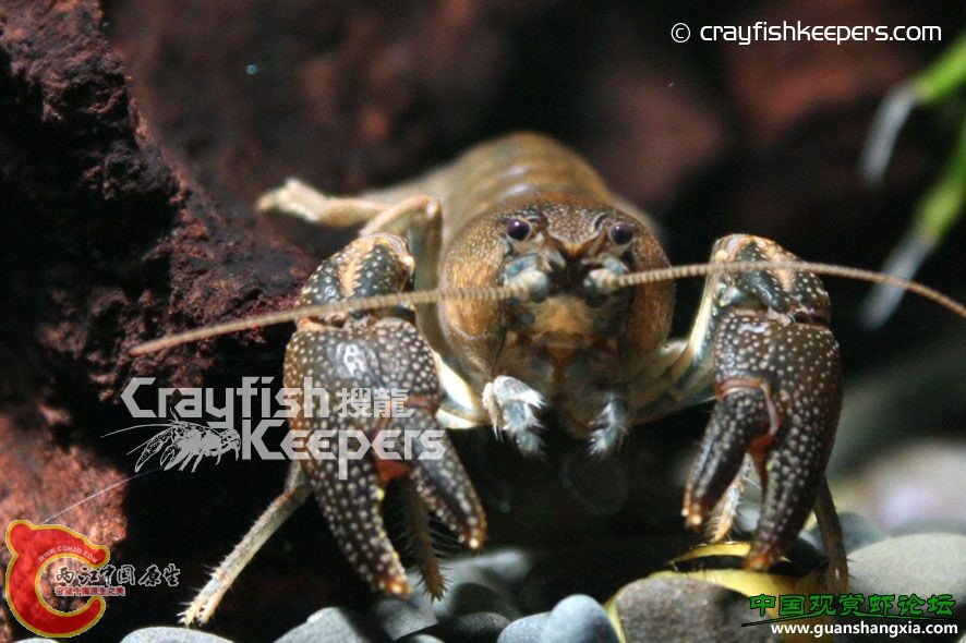 日本螯 Cambaroides japonicus.jpg