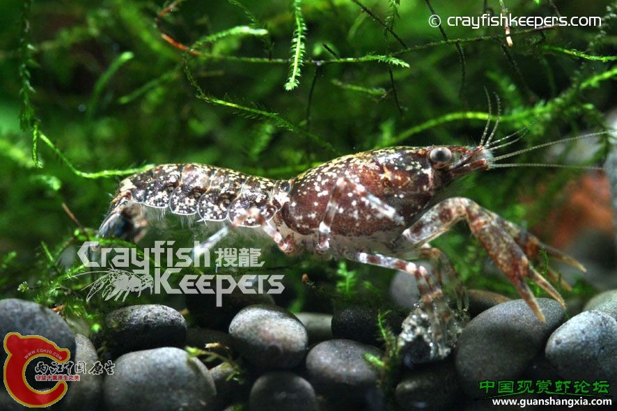 蘇菲亞迷螯 Cambarellus shufeldtii.jpg