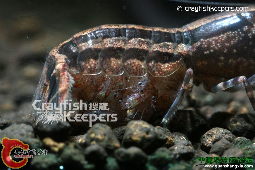 蘇梅特迷螯 Cambarellus schmitti.jpg