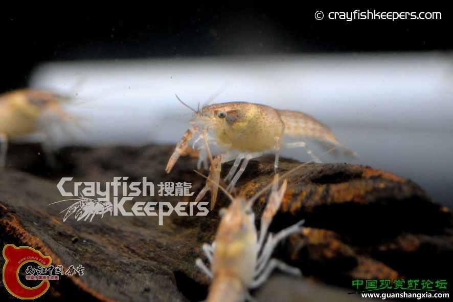 圖拉利毛鉗 Procambarus tulanei.jpg