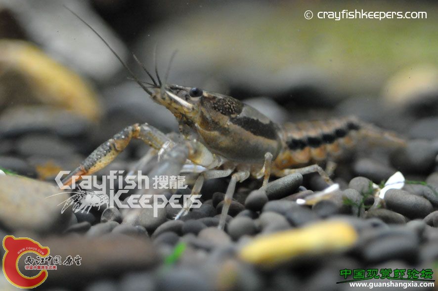 維奧卡U字型螯蝦 Procambarus vioscai維奧卡U字型螯蝦 Procambarus vioscai(1).jpg