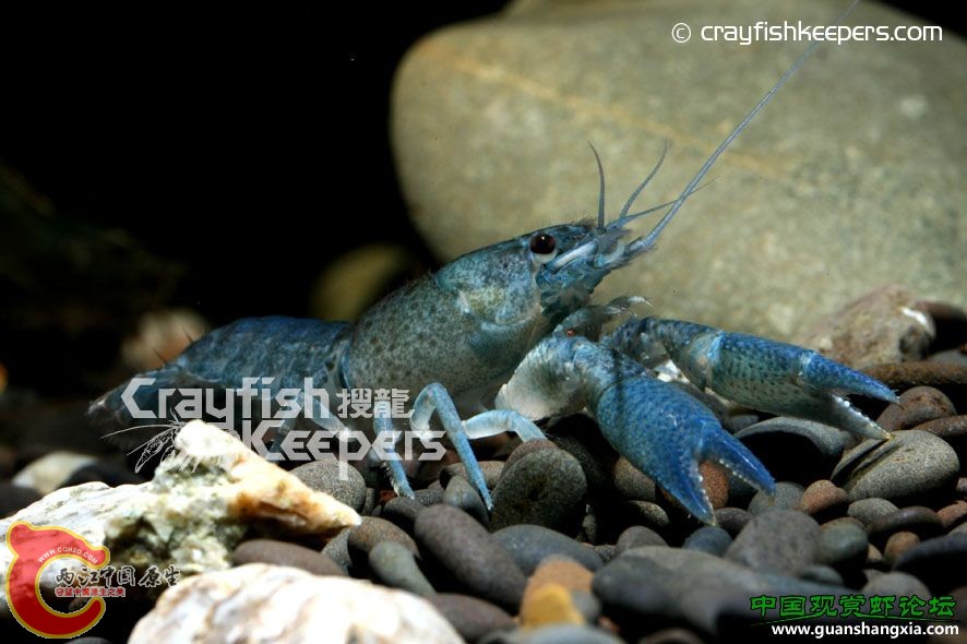 侏儒巨螯 Procambarus vasquezae.jpg