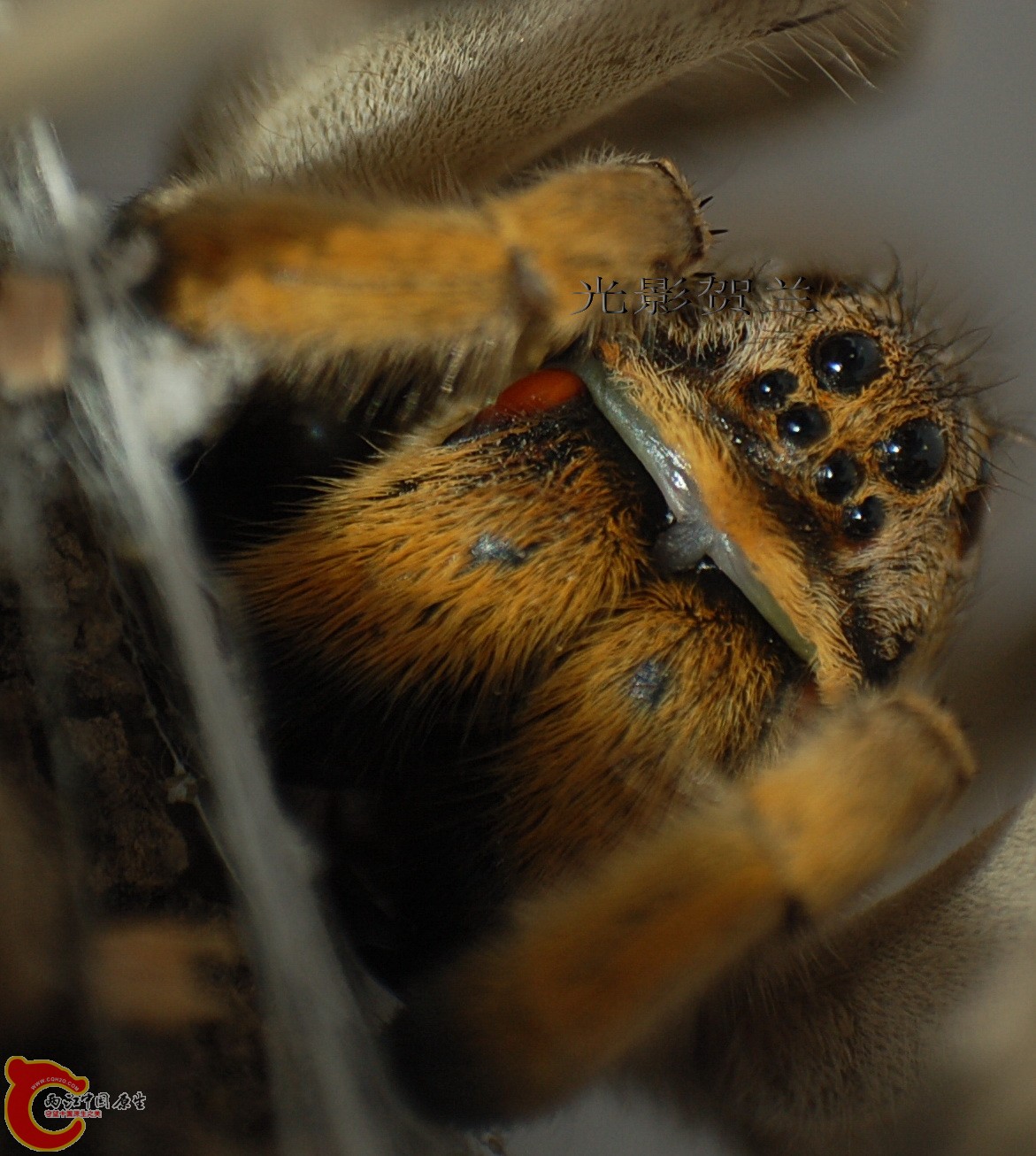 DSC_4095S.jpg