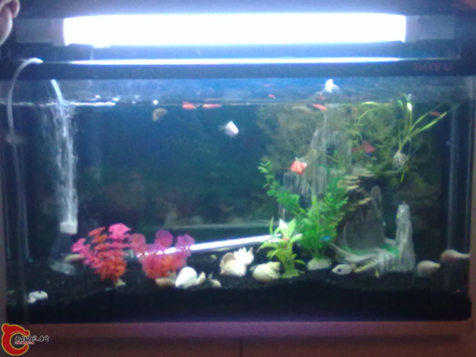 20120105831.jpg