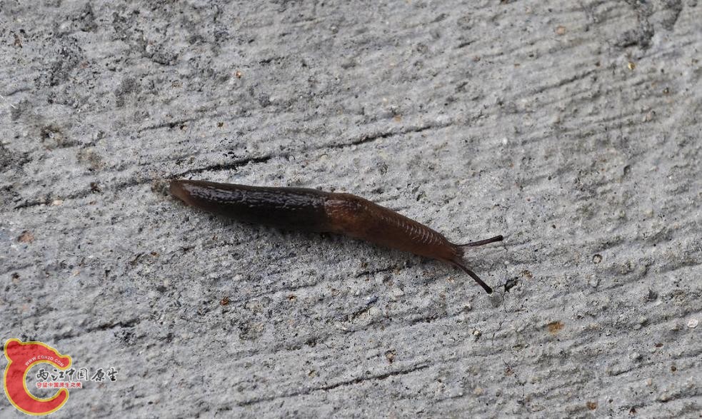 DSC_0137.jpg