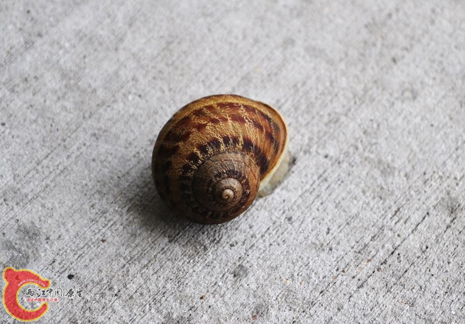 DSC_0252.jpg