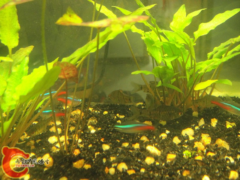 DSC02909_副本.jpg