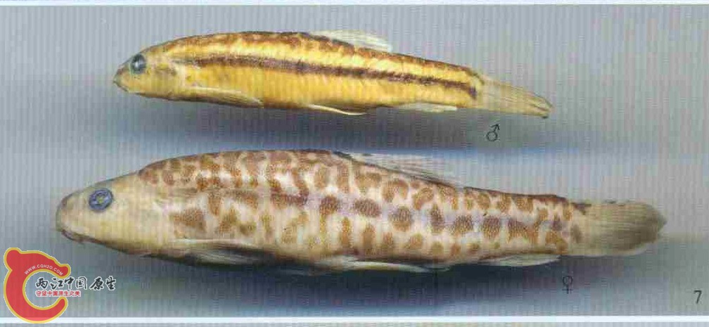 Yunnanilus tigeriveinus（虎纹云南鳅）.jpg