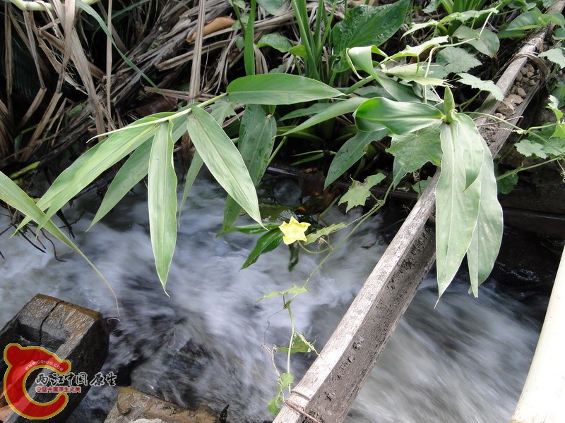 DSC03775.jpg